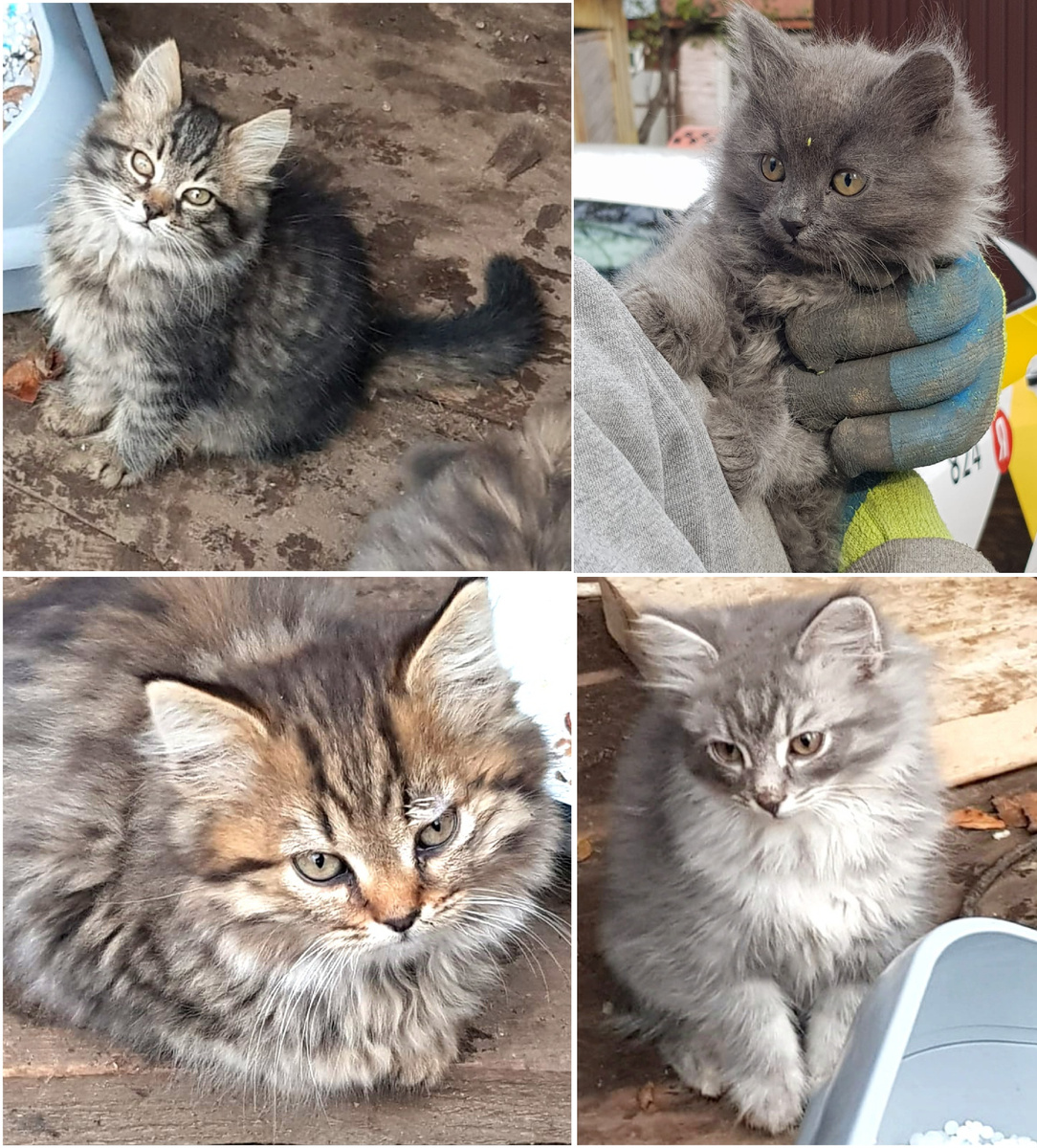 Котята 1,5 месяца