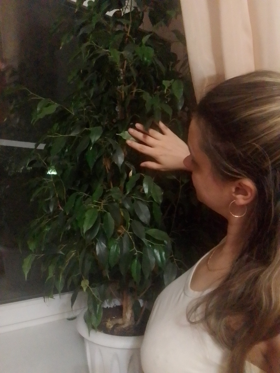 Нравится его листва. Напоминает березу