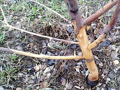 Защищаем плодовые деревья в саду, на даче от зайцев 🌳