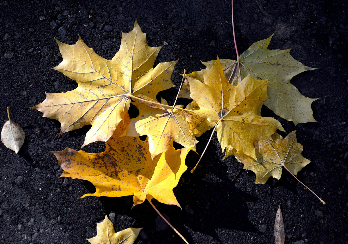 Все фотографии в статье мои