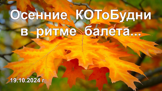 КОТоБудни в осенней Москве или Есть билет на балет, 19 октября 2024 г.