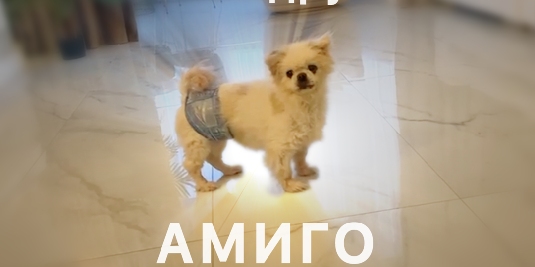 Мой друг АМИГО
