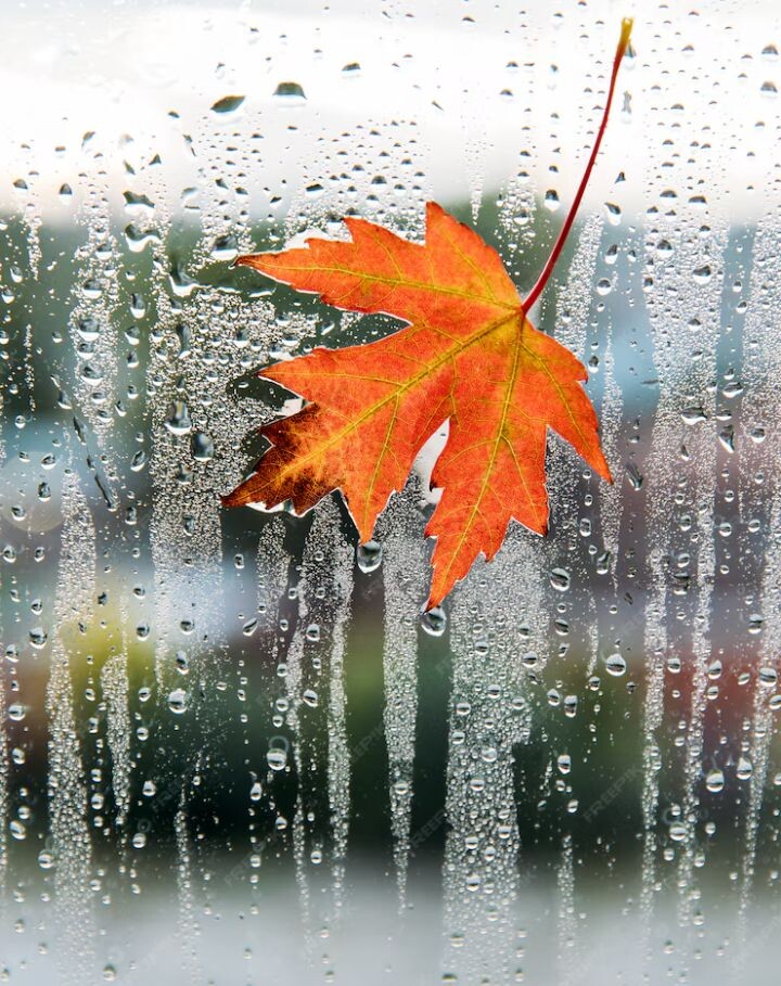 Картинка отсюда – https://ru.freepik.com/premium-photo/rainy-day-weather-autumn-maple-red-leaf-glass-with-natural-water-drops_6480779.html