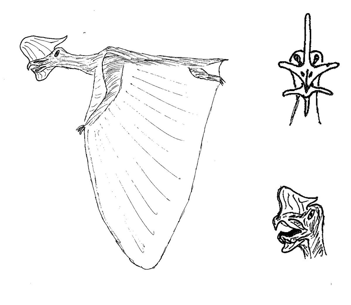 Небесный шестопёр: вид сбоку, голова анфас и в полоборота. Рисунок автора.