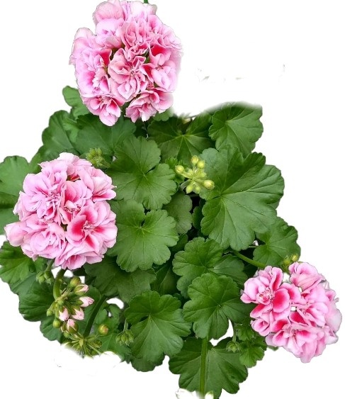 Пеларгония ЛиА Мильфей