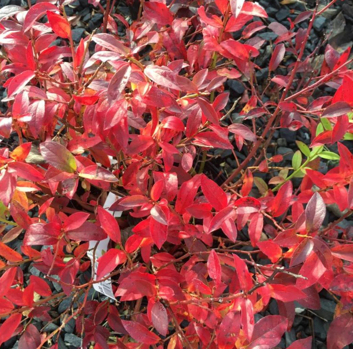 Осенняя окраска листвы 