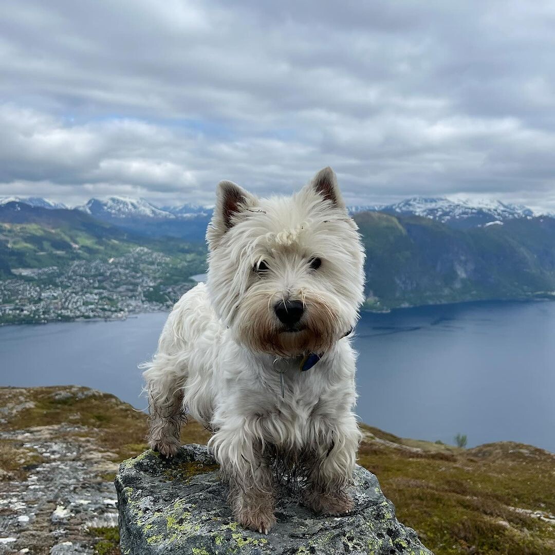@forrest_the_westie