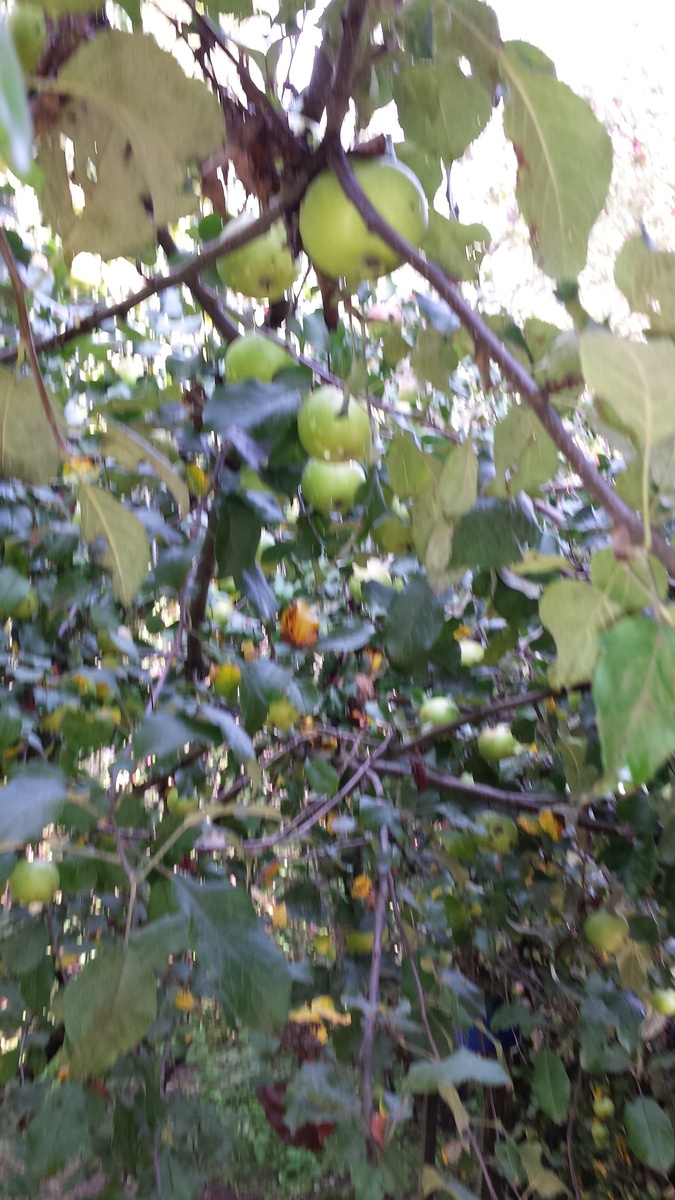 Фото из альбома домашнего.