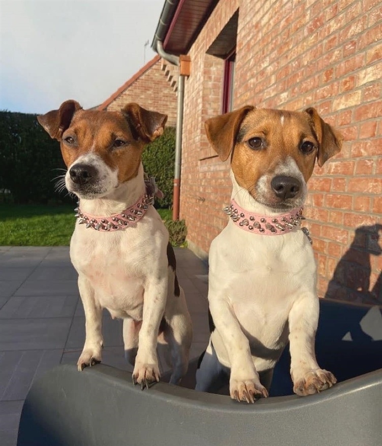 @jack.russell.terrier.lover