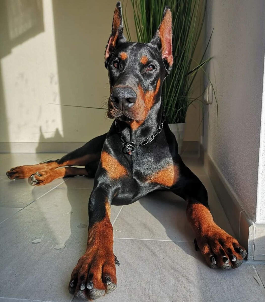 @dobermanofworld