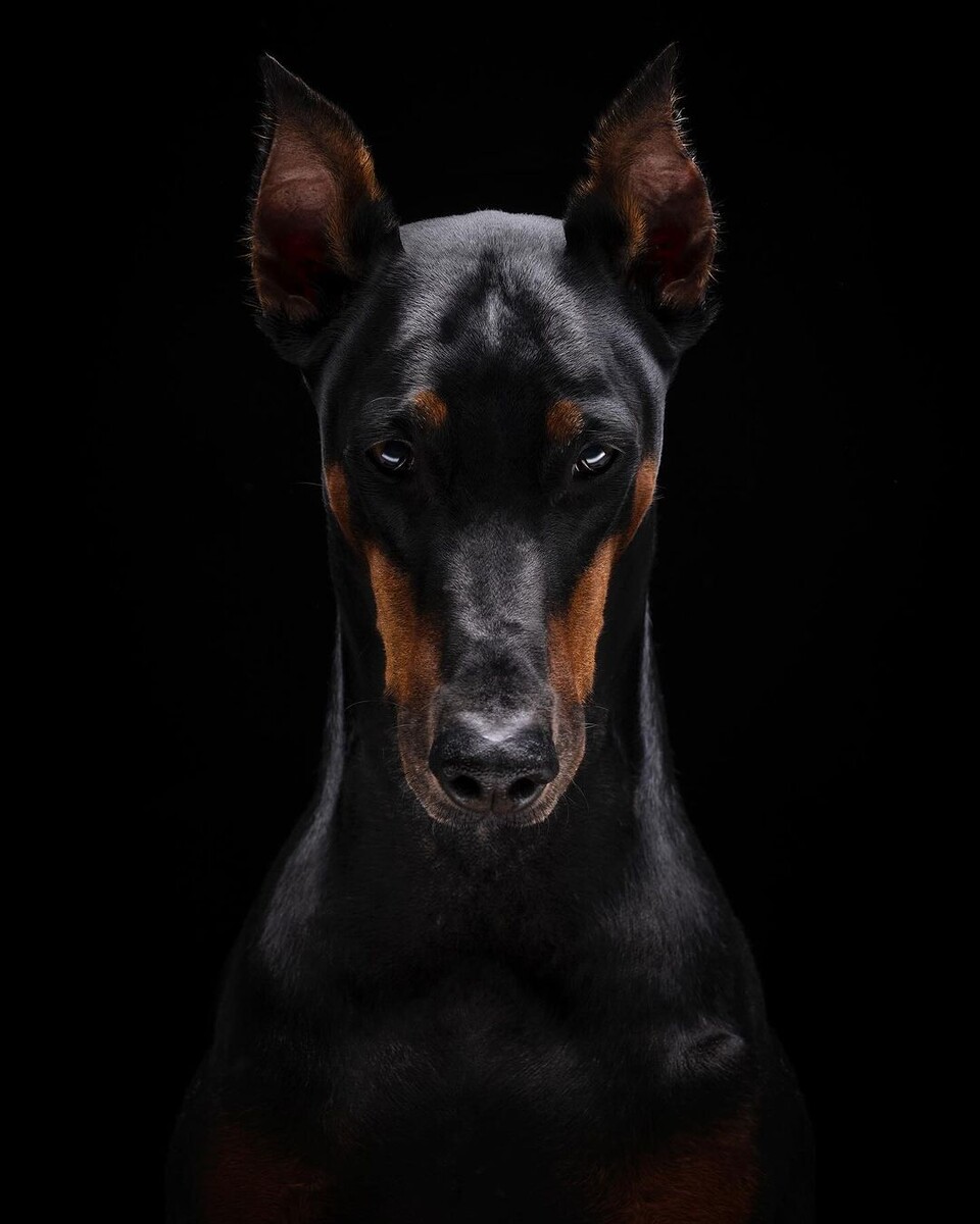 @elfotografodeperros