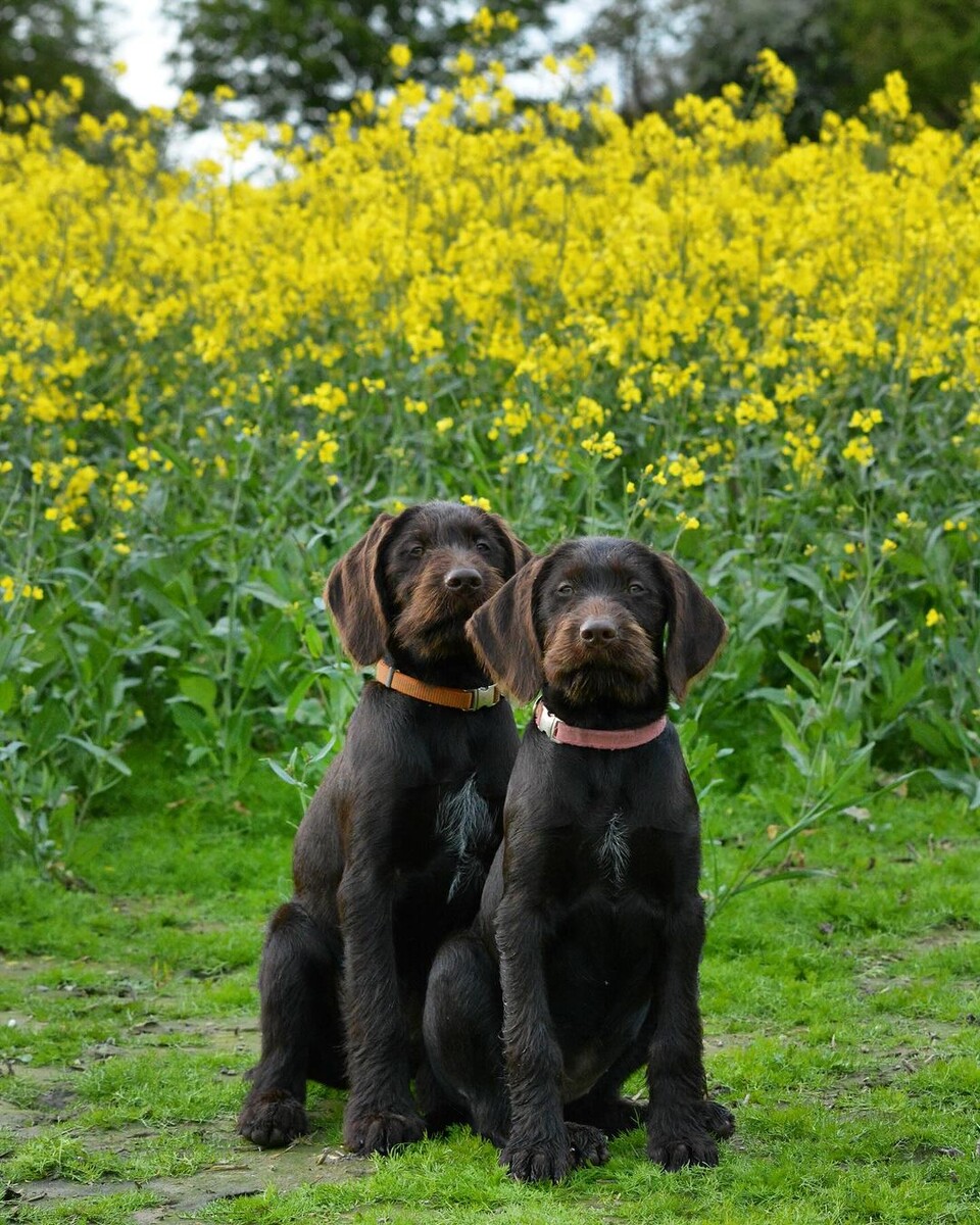 @dd_v.d.goldeneneiche