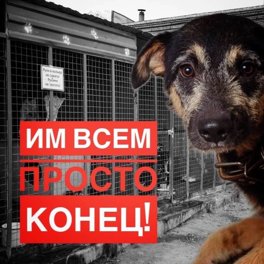 Муниципалитет НЕ выделяет нам деньги, корма, НИЧЕГО! Помогите прокормить животных!