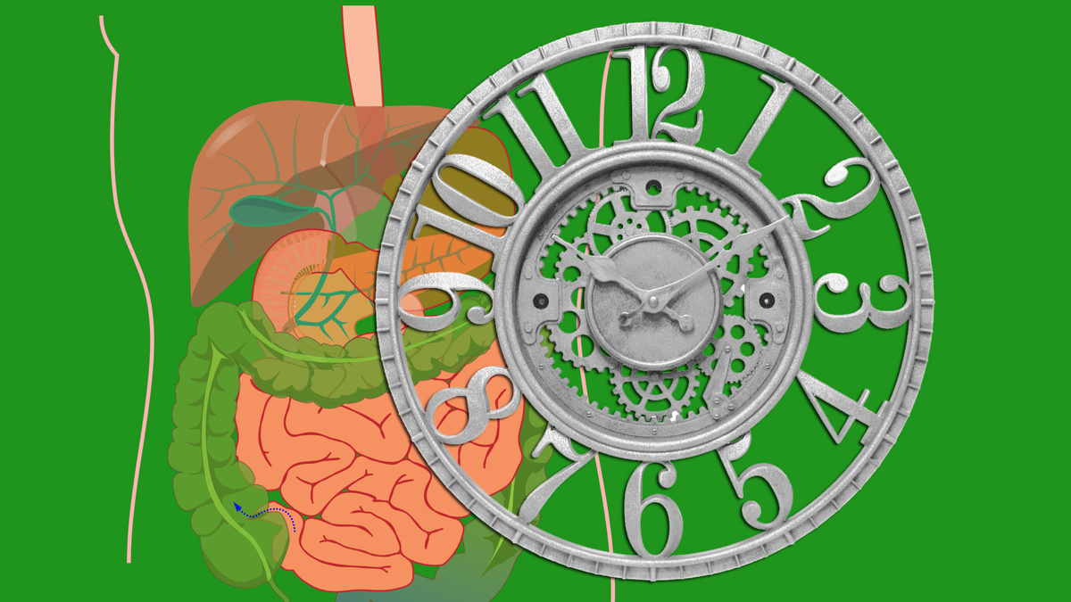 Биоритмы тела 7 правил здорового питания