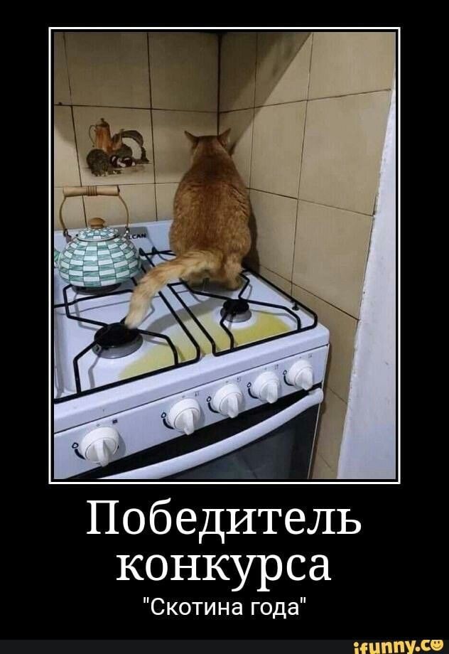 Не зли кота🤭