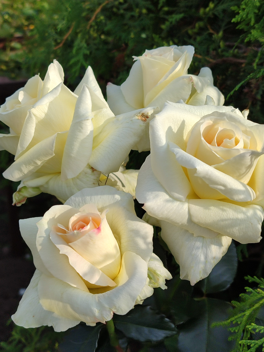 Шнеевальцер