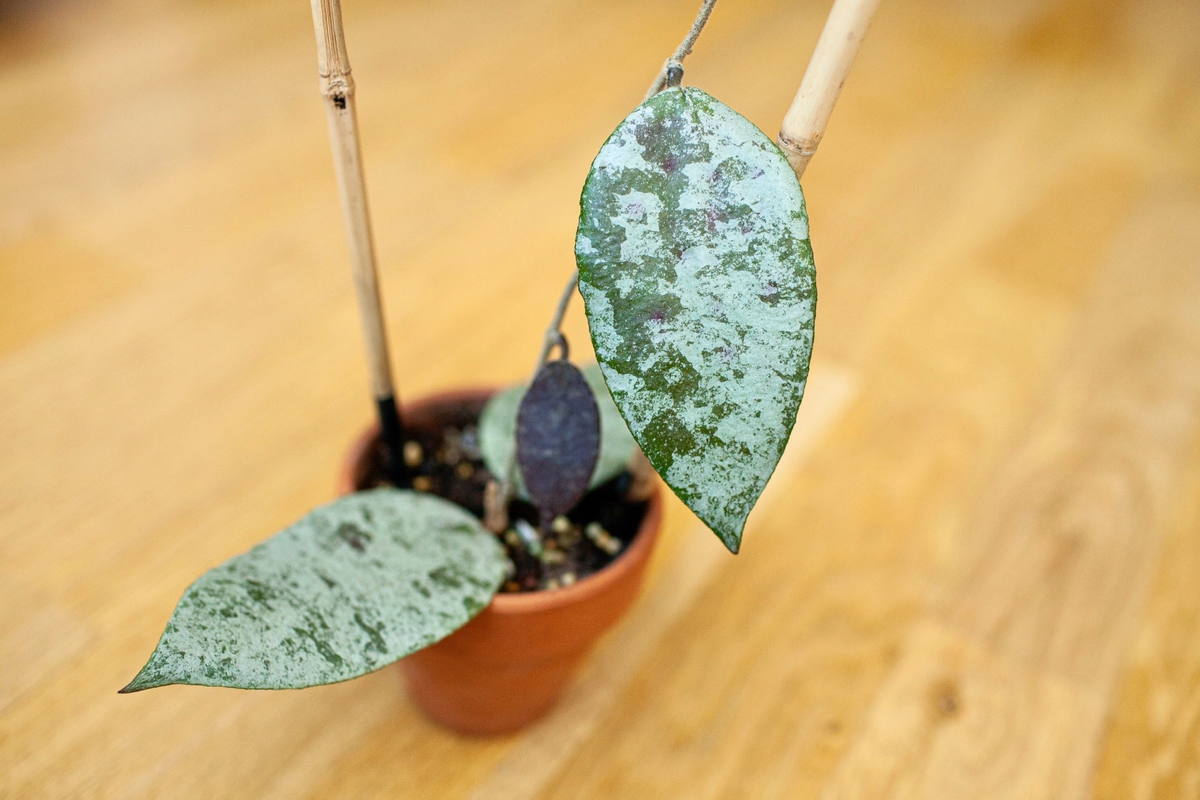 Hoya Caudata Silver (фото Ирины Харитоновой)