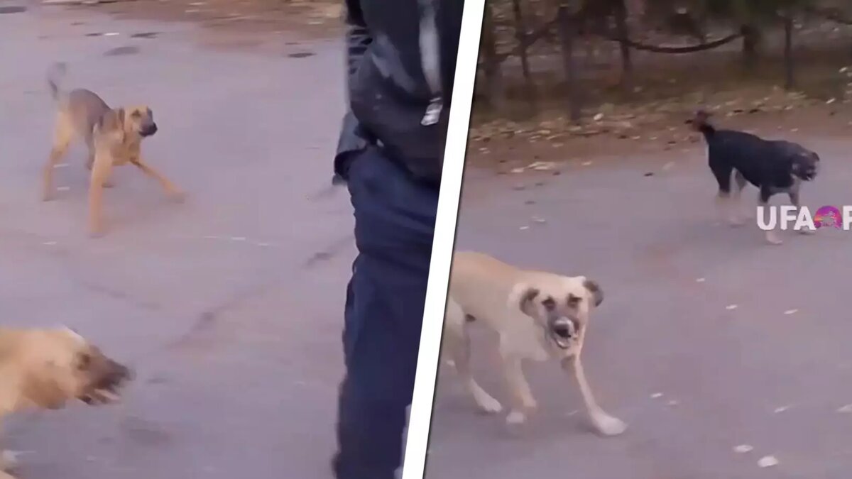     Источник: Ufa_rb / Telegram