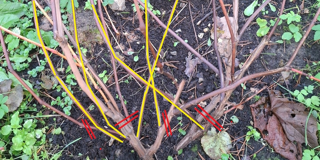 "Не могу разобраться с осенней обрезкой! Подходила несколько раз с секатором, так и не решилась"