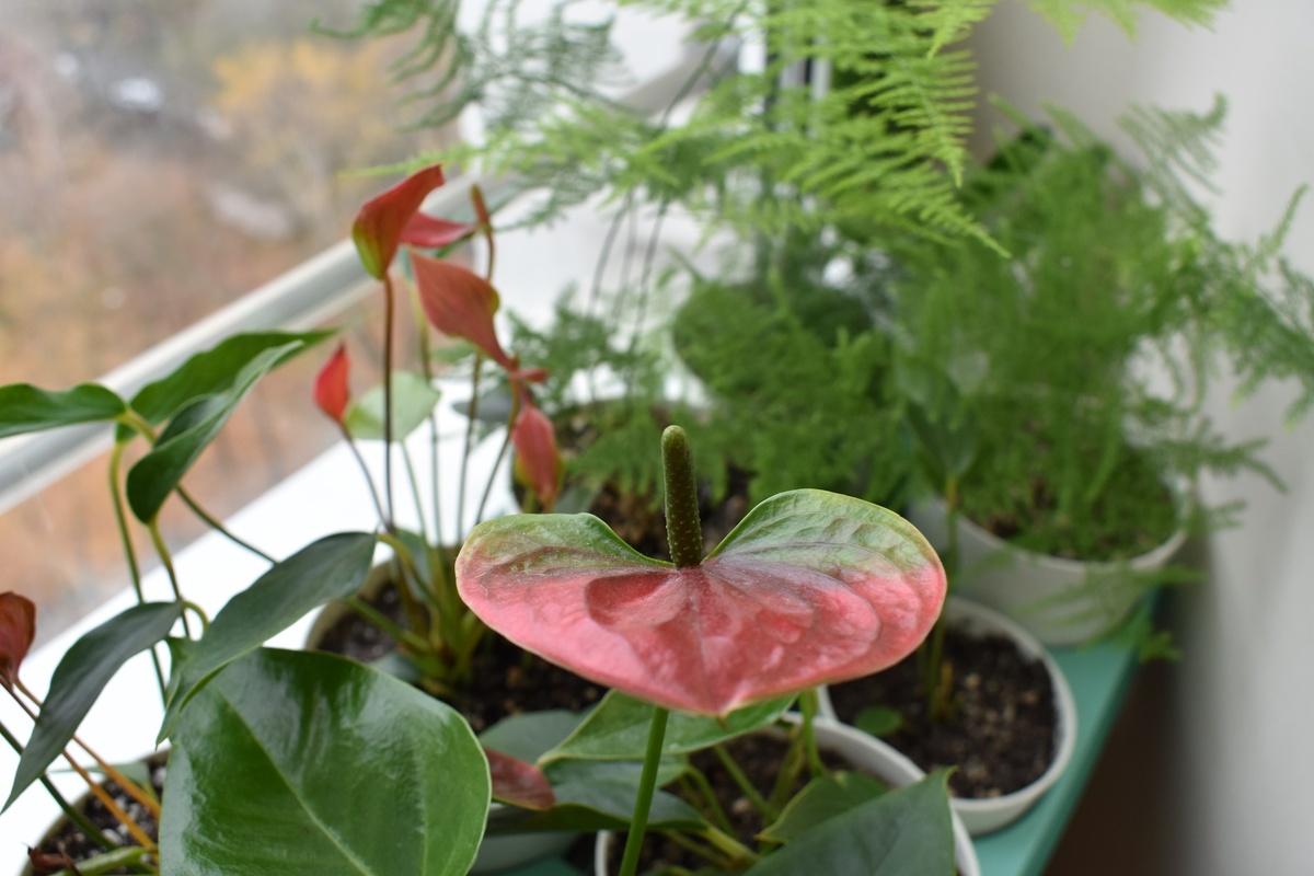 Фото автора.