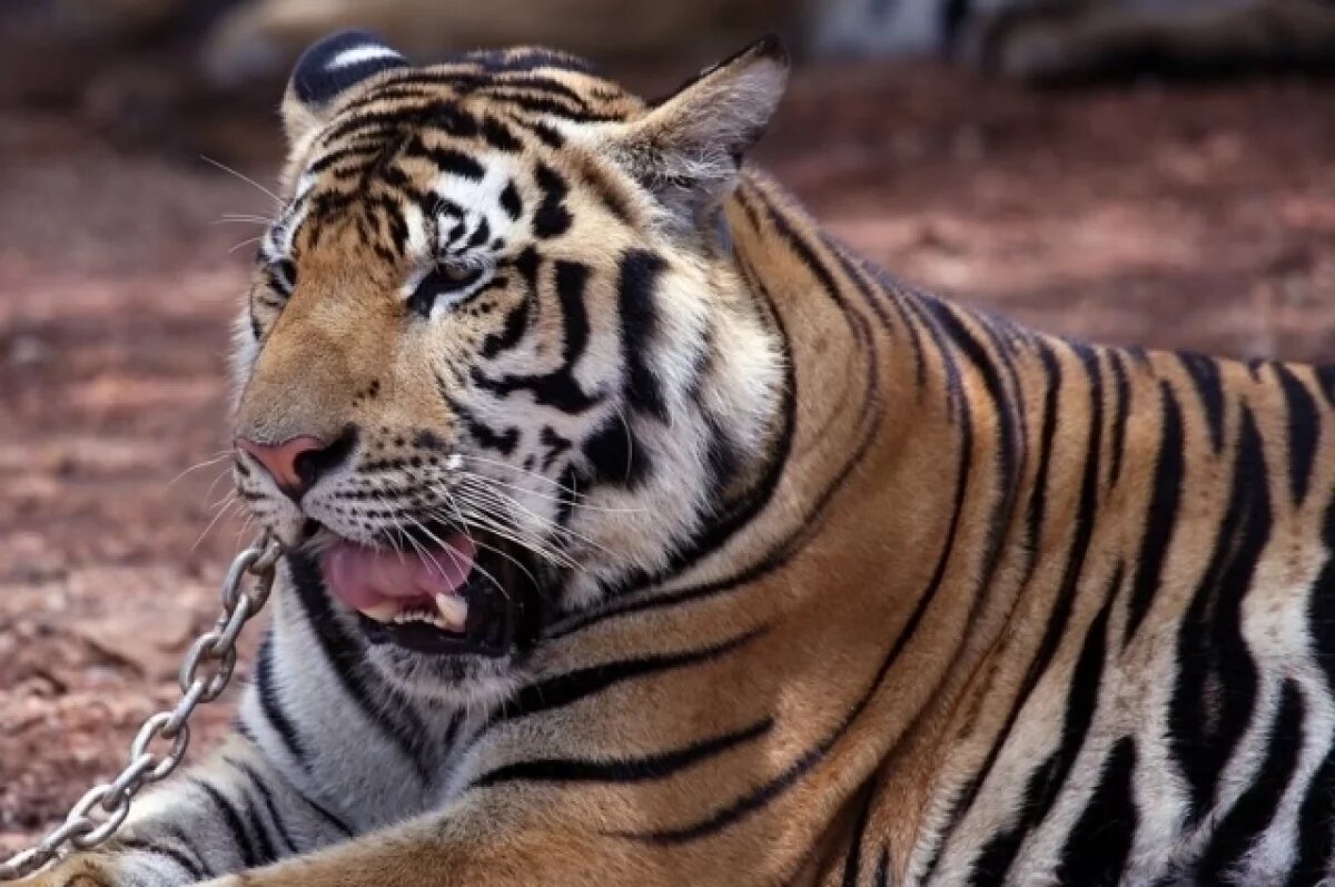    Почти 70% нижегородцев поддерживают запрет животных в цирках