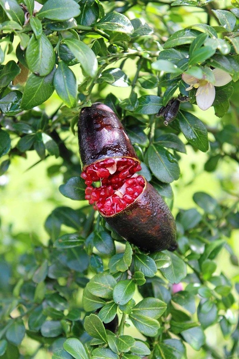 Идеальная иллюстрация: и листочки, и цветочки, и плодик 