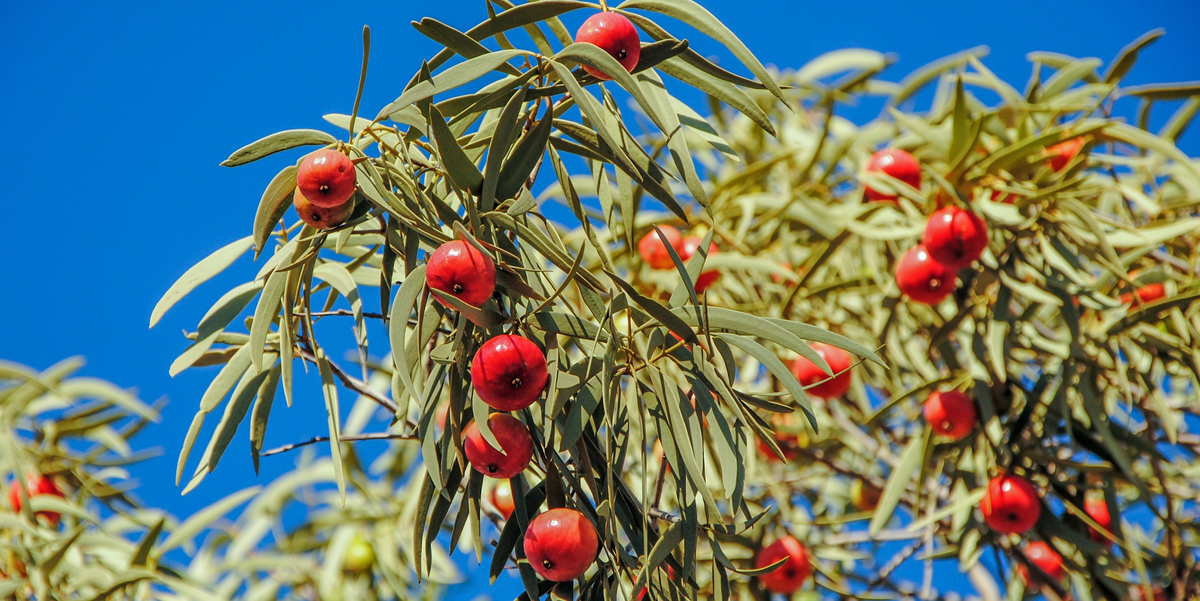 Довольно крупные и ароматные плоды 