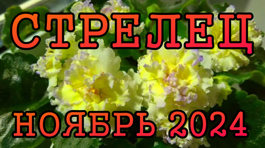 СТРЕЛЕЦ таро прогноз на НОЯБРЬ 2024 года.