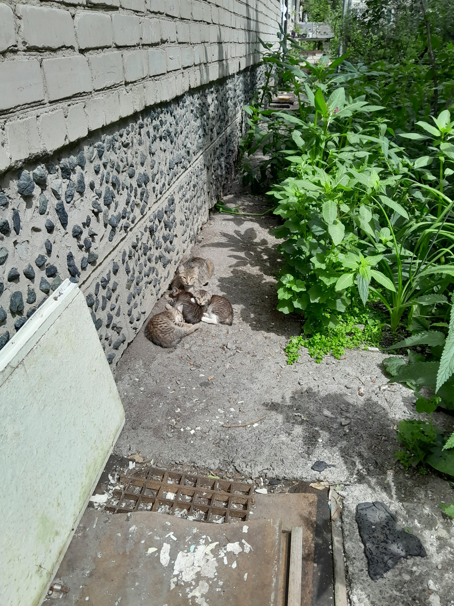 Котька со своими мелкими на летнем солнышке.