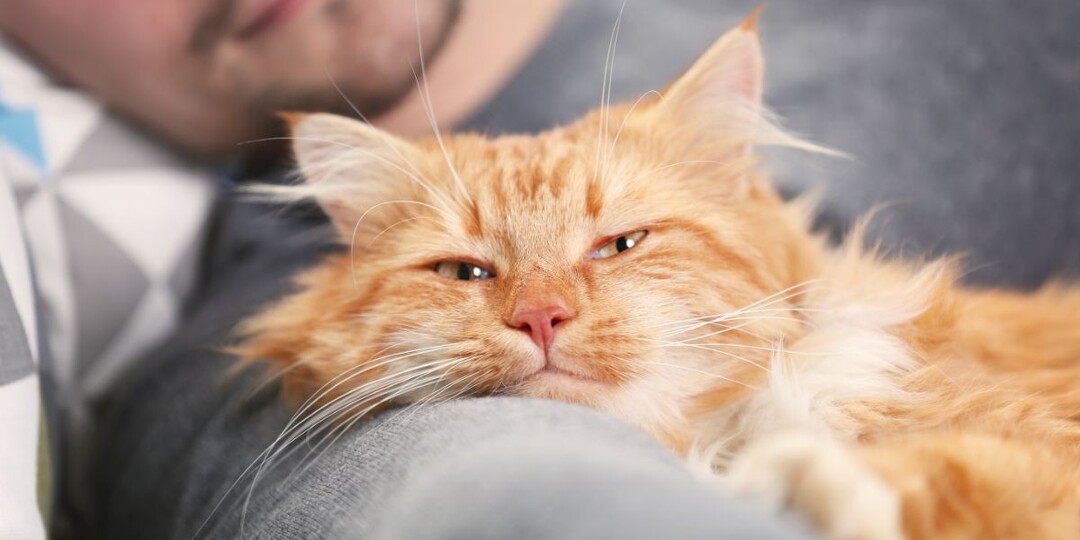 7 основных причин, почему кошка перестала спать рядом с вами