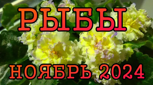 Descargar video: РЫБЫ таро прогноз на НОЯБРЬ 2024 года.