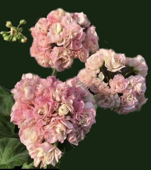 Пеларгония Юг — Пани Валевска