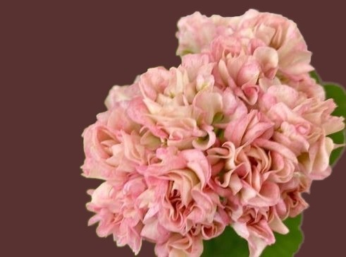 Пеларгония Юг — Пани Валевска