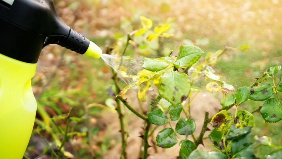 Наглядный результат обработки роз домашним фунгицидом.