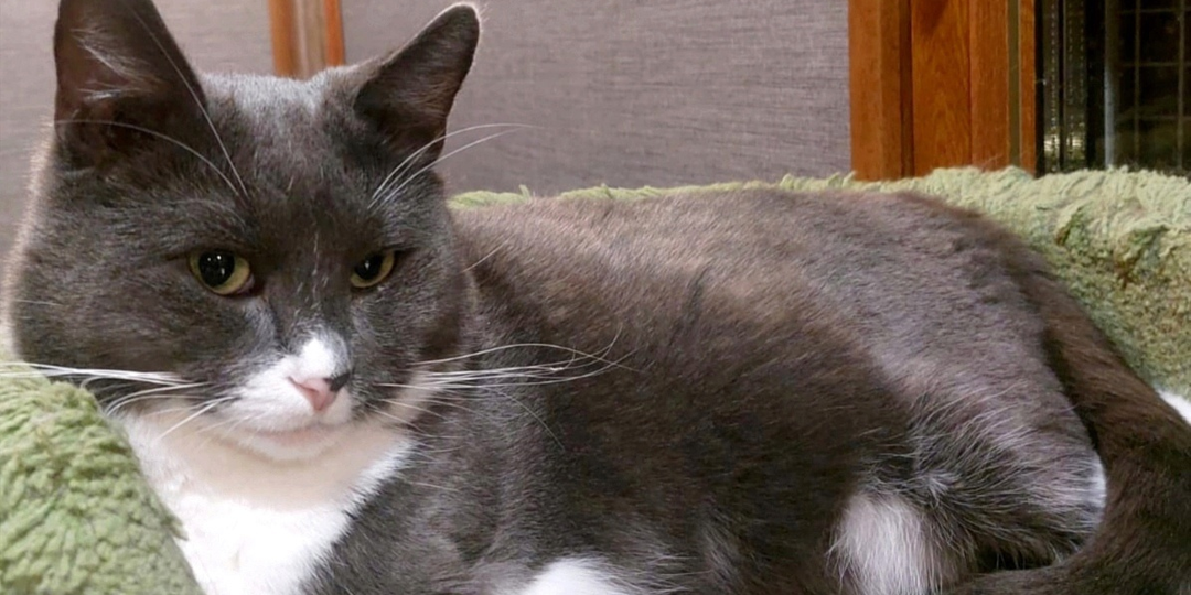 ❗ДОМА❗У котика Серёжи теперь только три лапки.