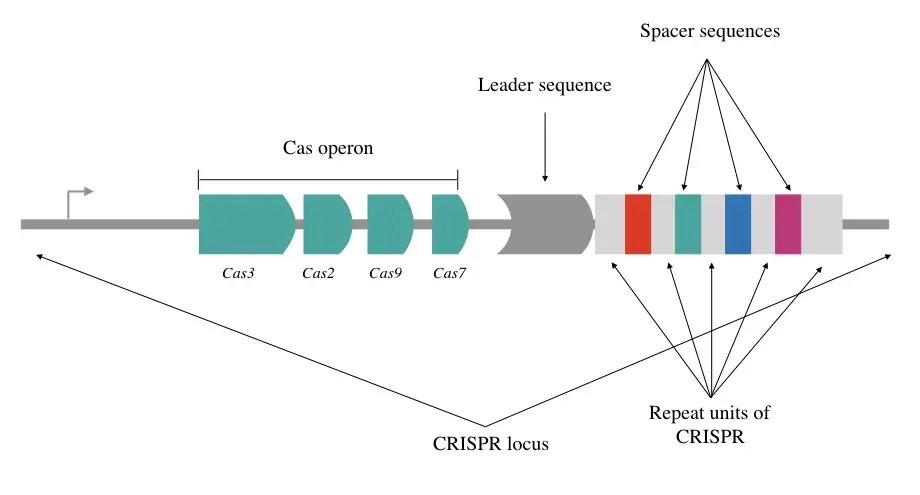 Схема строения CRISPR locus - участка бактериальной ДНК - которая содержит повторяющиеся последовательности нуклеотидов (Repeat units of CRISPR) (справа, выделены серым цветом). Между ними находятся уникальные фрагменты вирусной ДНК (Spacer sequences). Зеленым цветом показан Cas operon - гены, кодирующие различные белки Cas, в том числе белок Cas9.