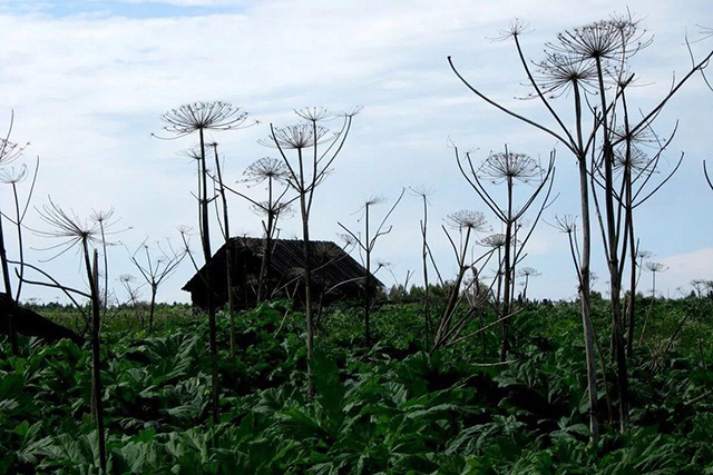 В этом году в Тверской области собственники отказались от 418 земельных участков
