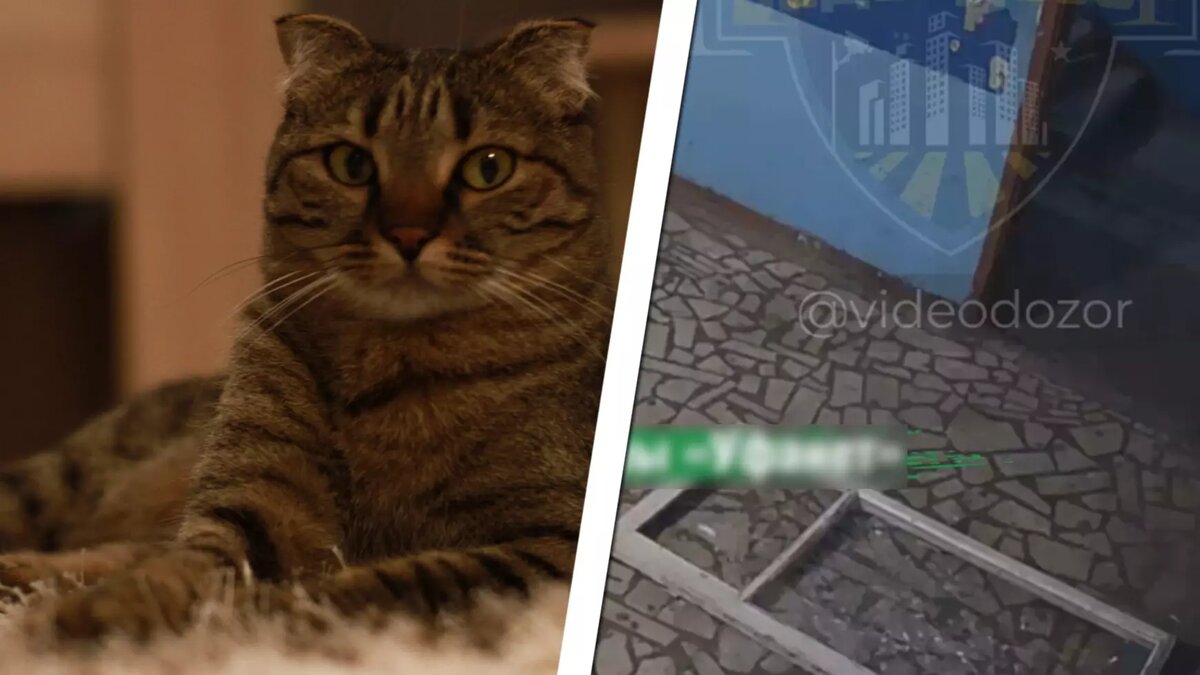     Источник: «Видеодозор»/Telegram