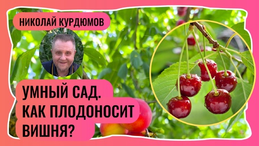 Умный сад. Как и на чём плодоносят ВИШНИ?