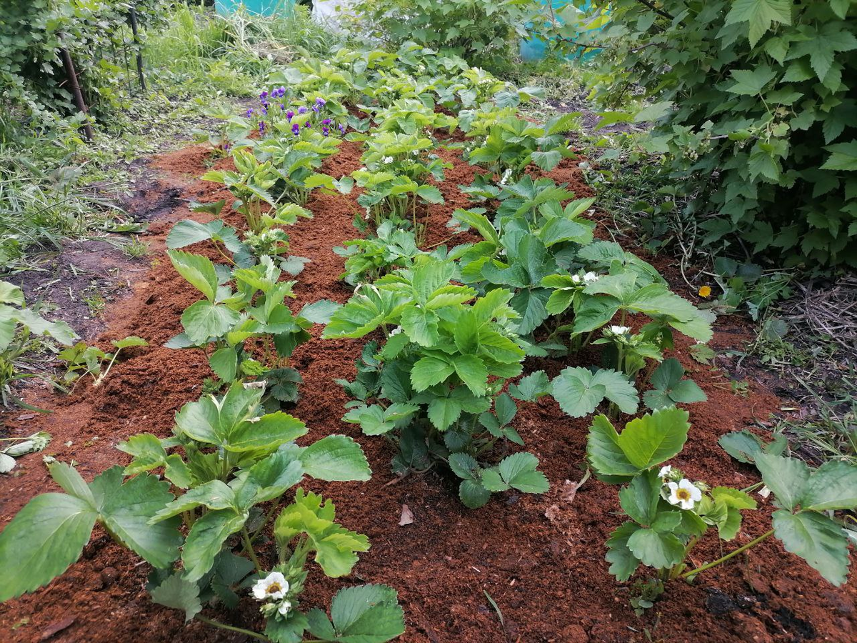 Весной насыпаю опилки, осенью их уже не видно, чернеют, смешиваются с землёй, фото автора