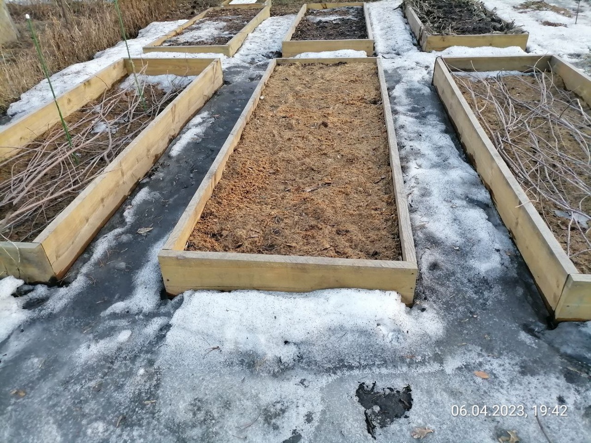 Мульчирую опилками на зиму, фото автора