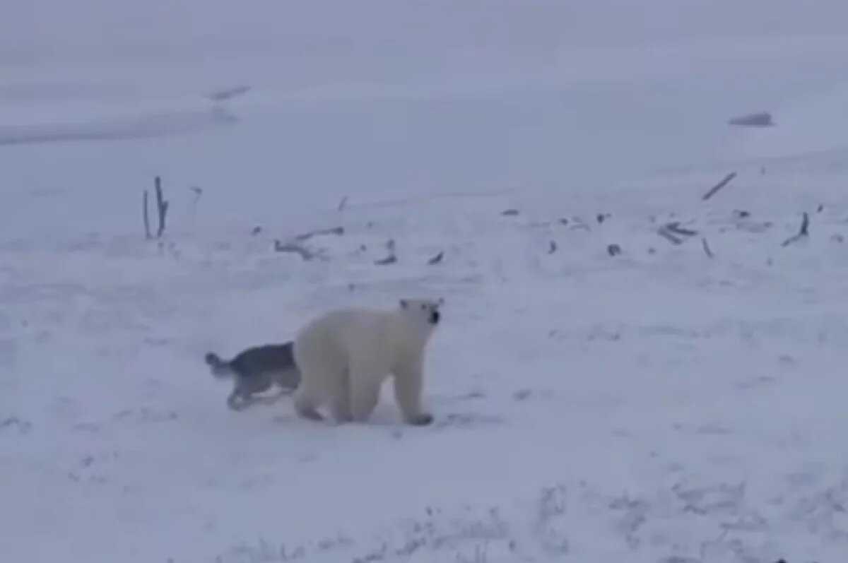    Любопытный медвежонок попал на видео в Якутии