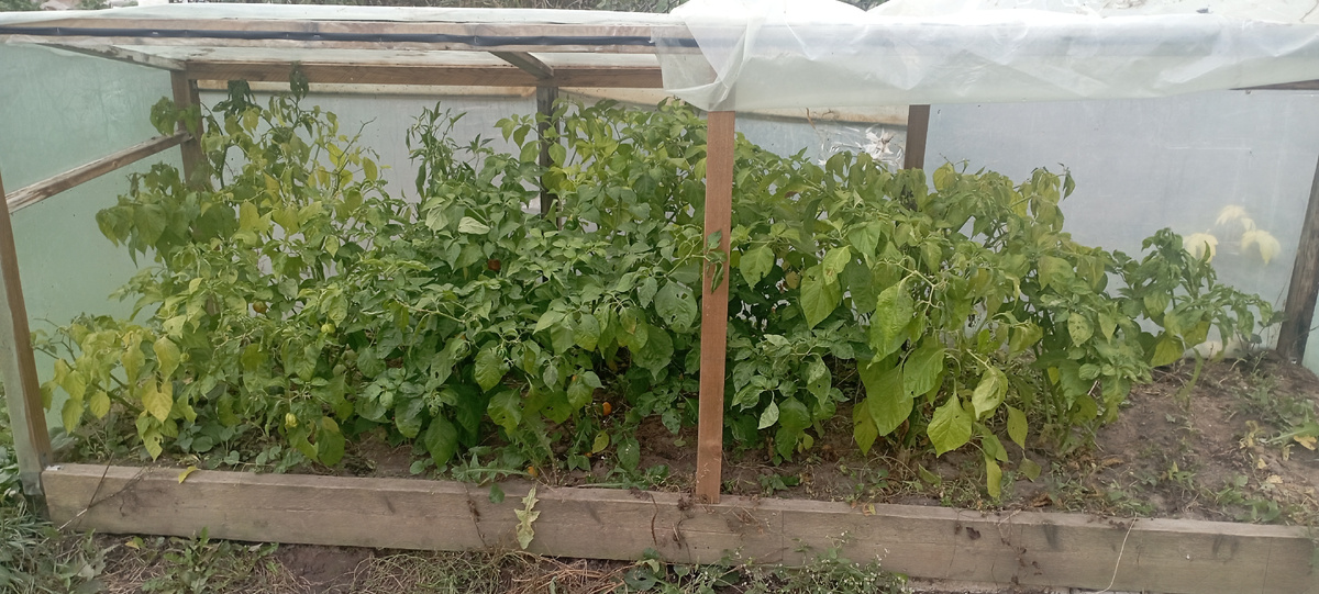 Перцы в день уборки. На фото не сильно видно, но макушки у перцев пострадали от заморозков, плюс на них почти не оставалось плодов. 