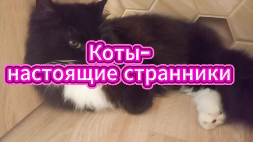 Коты настоящие странники