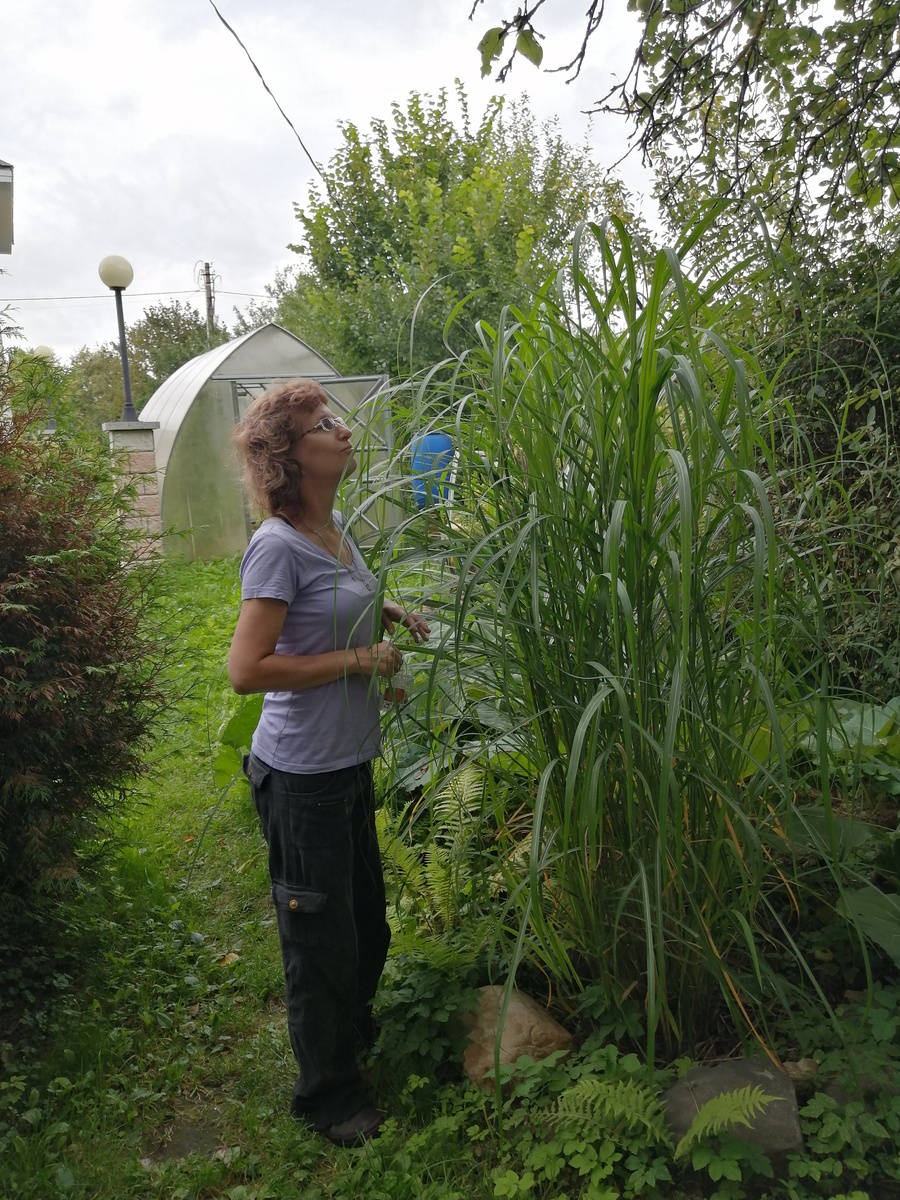 Я и мискантус. Смотрю, появились ли соцветия. Август этого года. Высота мискантуса ещё не предельная, как и объём. К сентябрю соцветия вытянутся и трава станет выше ещё на 25-30 см!