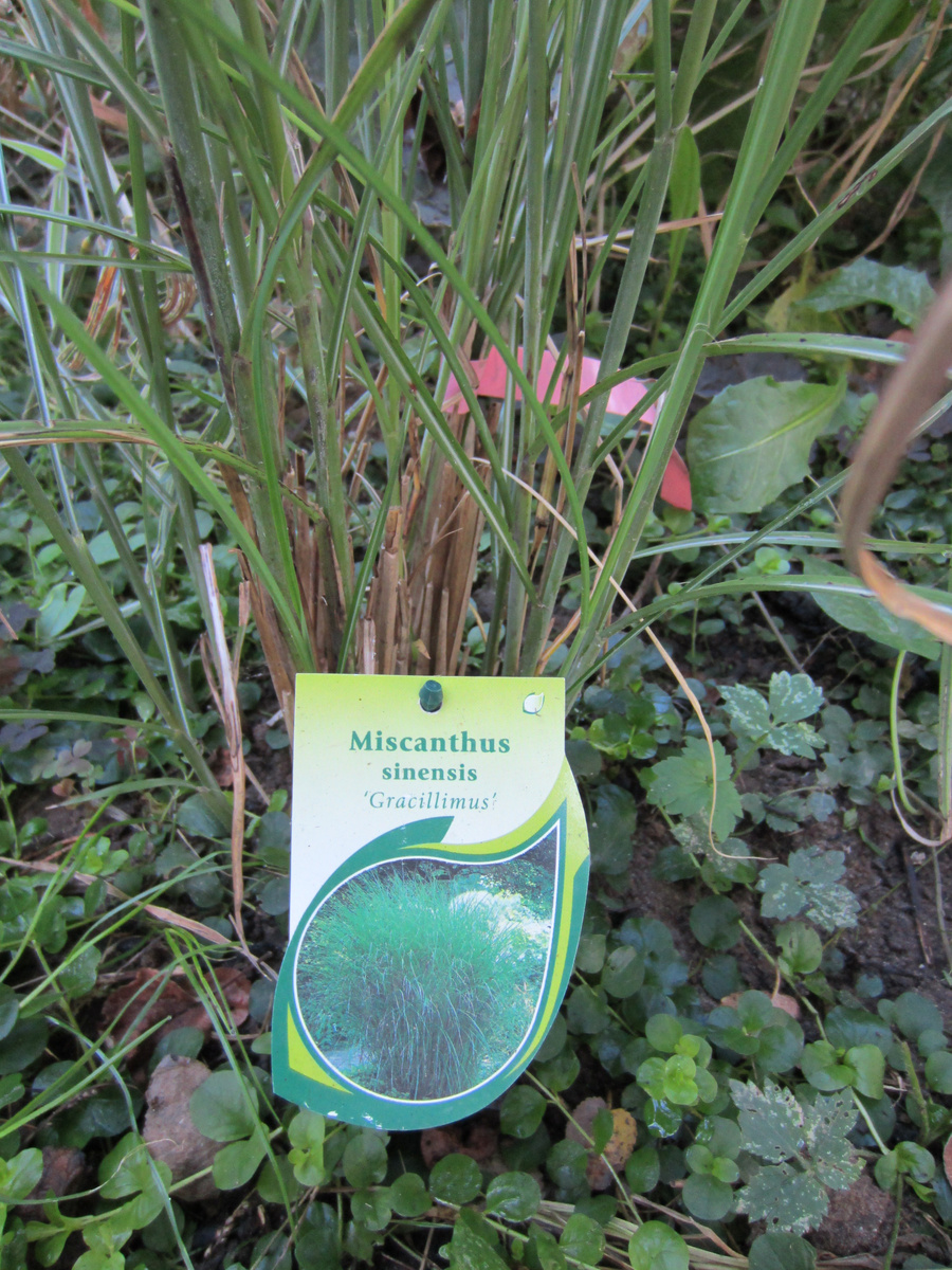Мискантус первый, который у нас в итоге не выжил. Хотя был в саду лет 5 -6 точно!