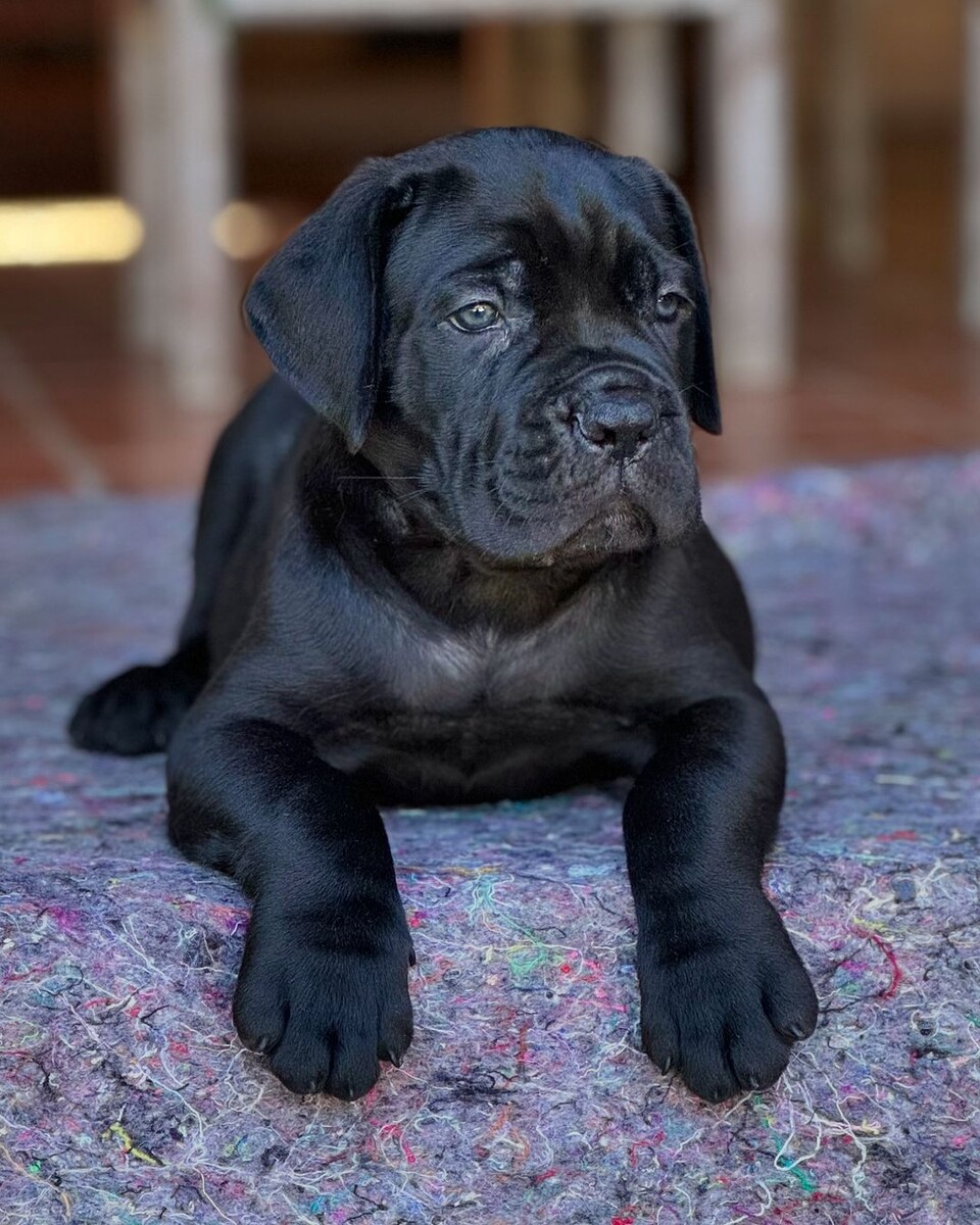 @tcane_corso