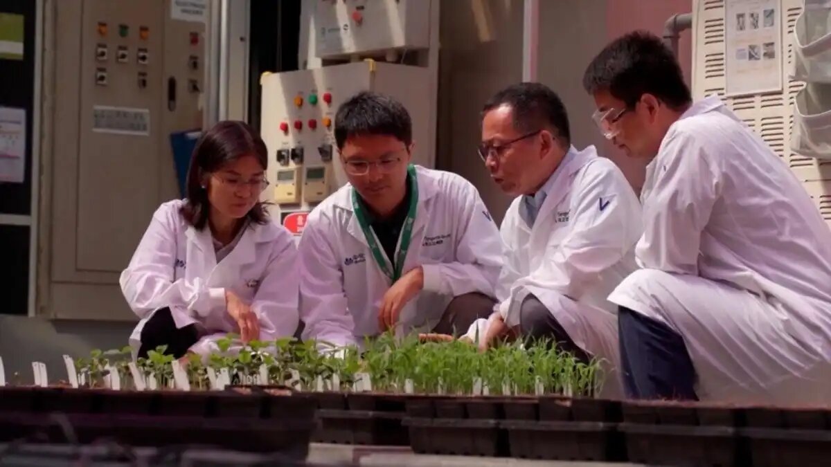 Фото:скриншот программы «Китайская панорама» Ученые КНР нашли способ повысить урожайность сельхозкультур на щелочных почвах