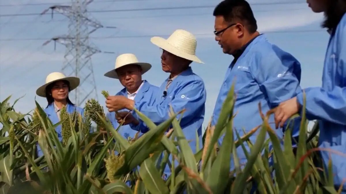  Фото:скриншот программы «Китайская панорама»
Фермеры Китая восстанавливают бесплодные земли с помощью новейших технологий