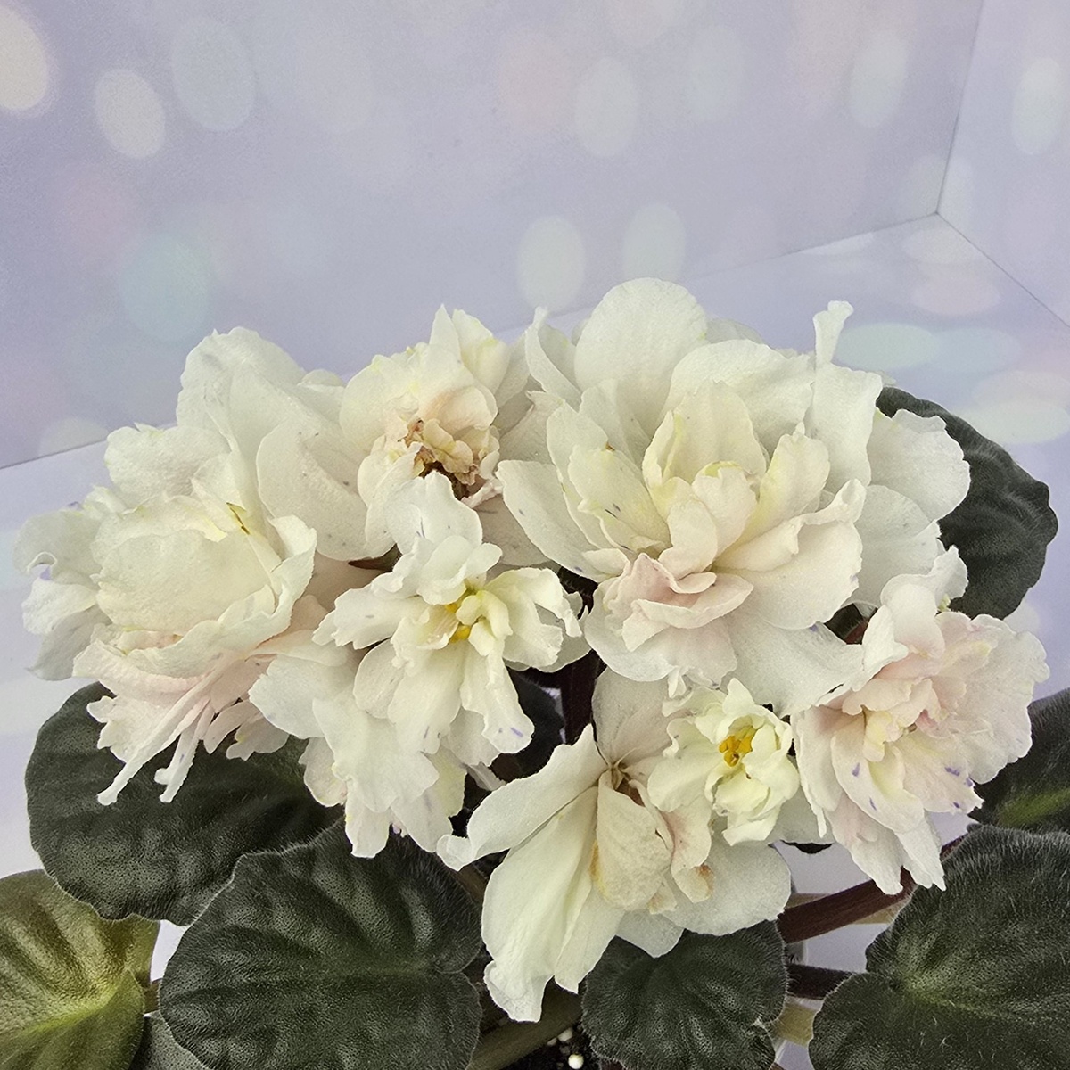 ЛЕ-Банановый Десерт